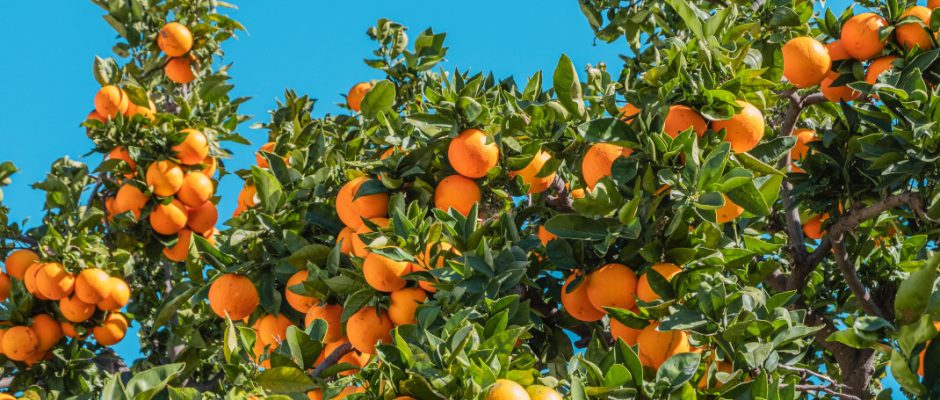 Πορτοκάλι: Ένα πασπαρτού φρούτο που δημιουργεί τα πιο ωραία γλυκά
